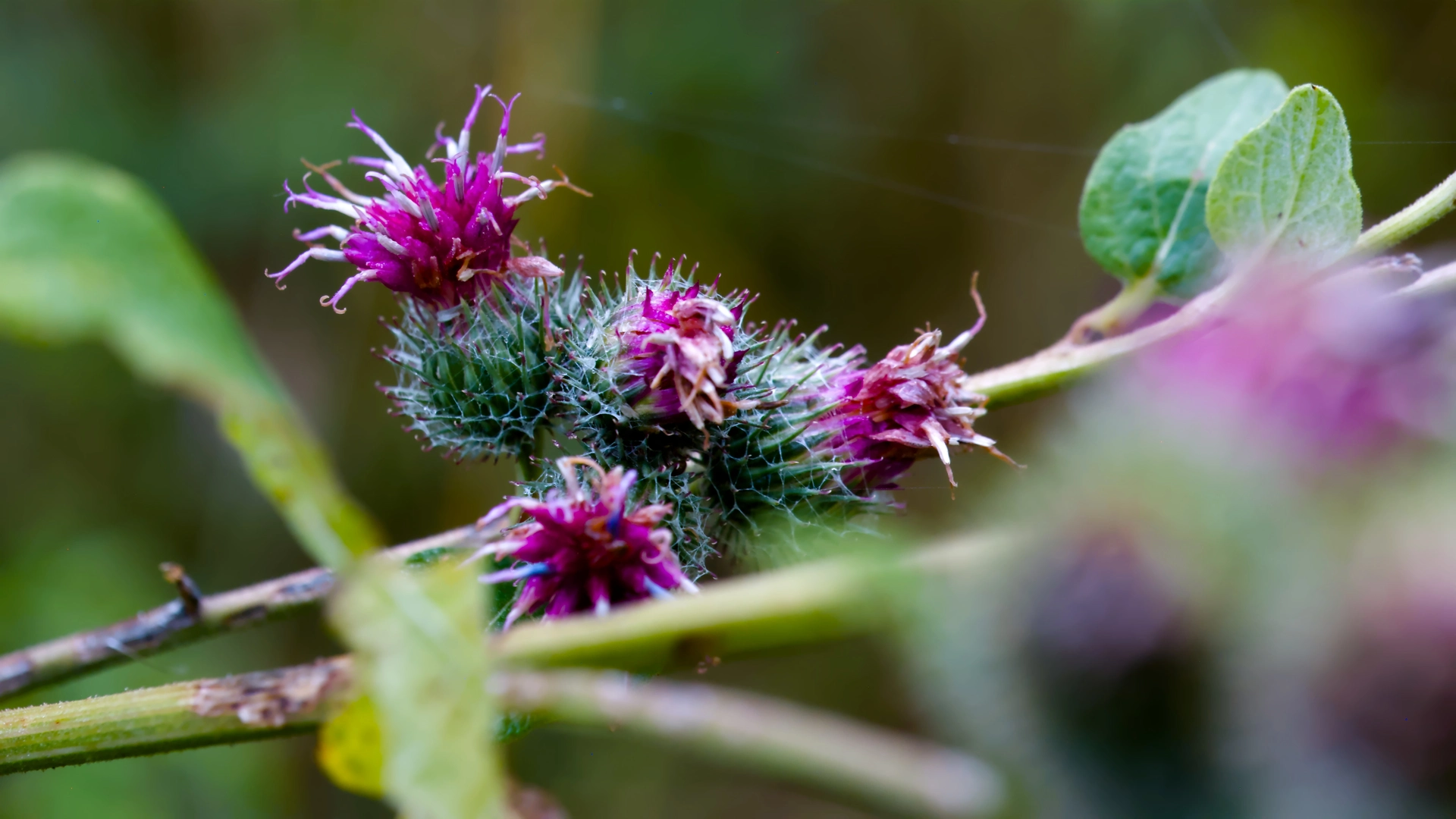 Close-up shot of a wild flower with bright purple petals and spiny small floral cups.