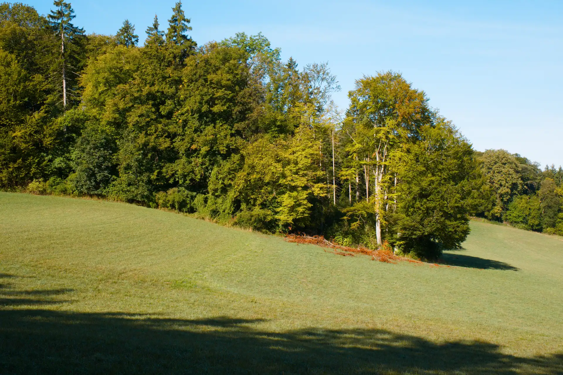 Edge of a woodland with some grasland in the foreground. The main point of attention is one tree with many broken off branches with brown leaves lying on the ground.