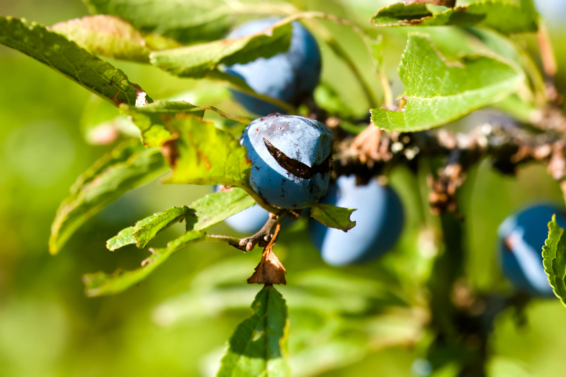Close-up shot of a burst berry at a branch. Surrounded by leaves and other berries.
