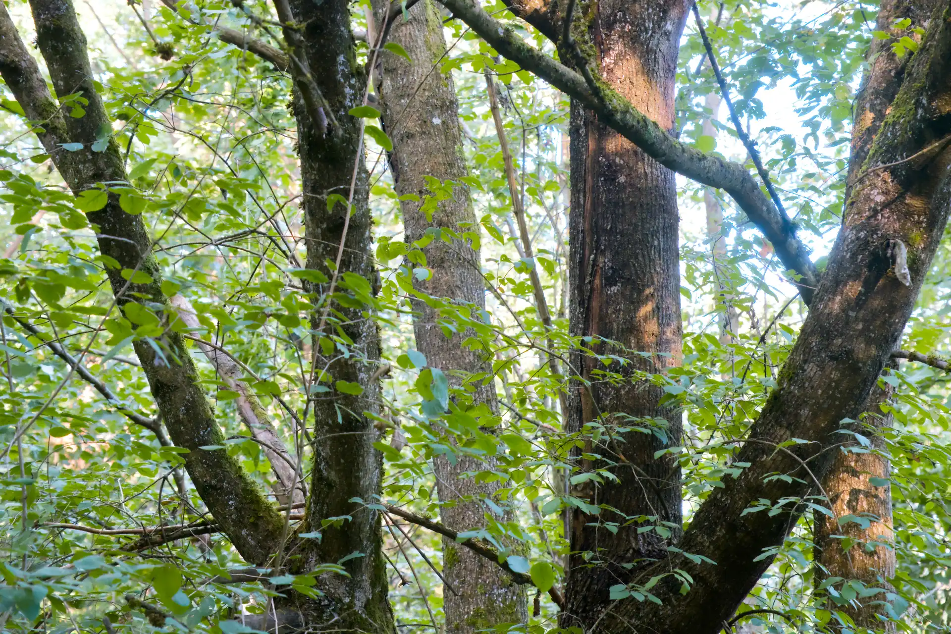 View into a dense temperate forest featuring multiple moss-covered tree trunks interwoven with vibrant green foliage under dappled sunlight filtering through the canopy.