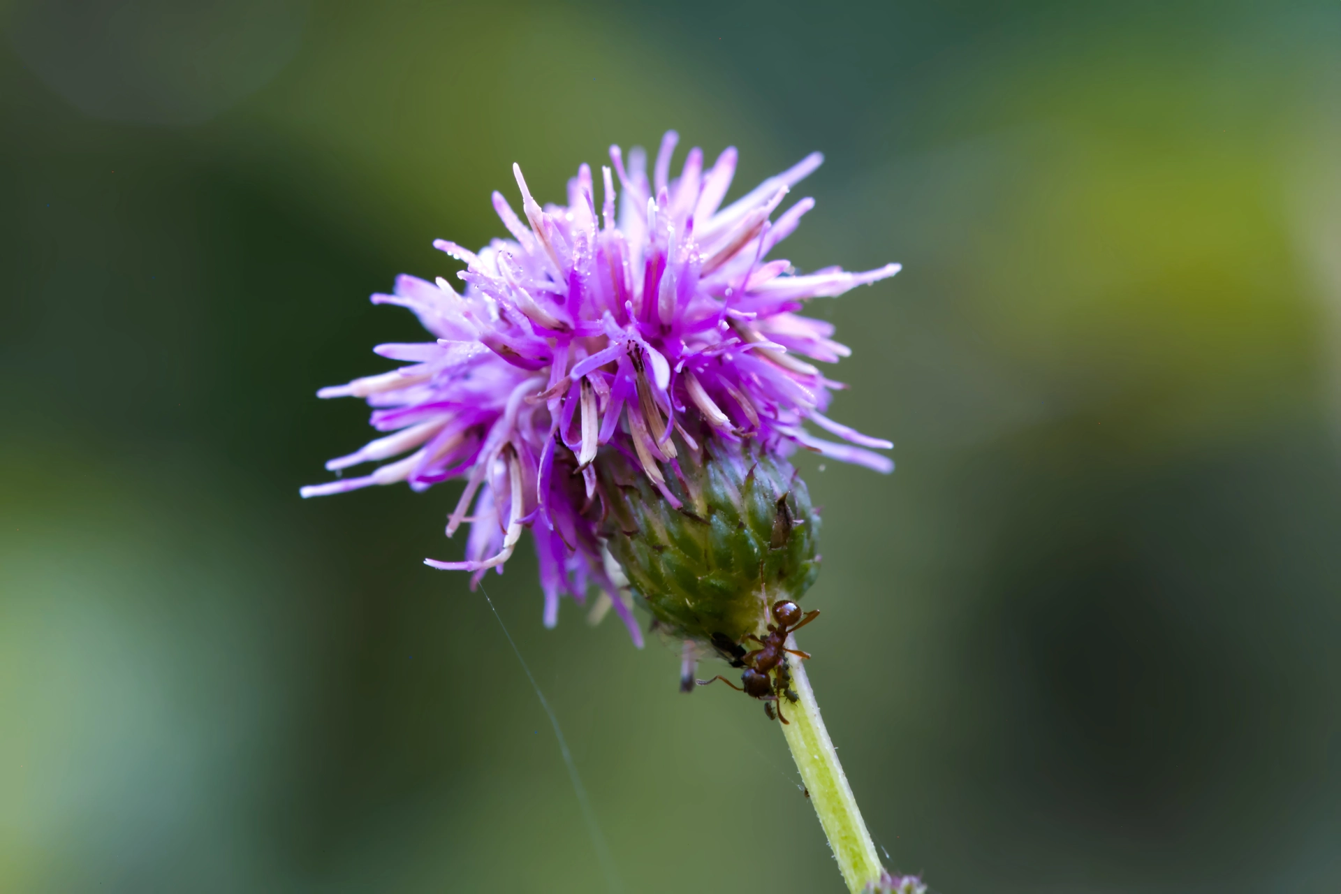 Close-up shoot of a wild flower with many small purple petals and a ant as well as some very small bugs crawling up the stem.