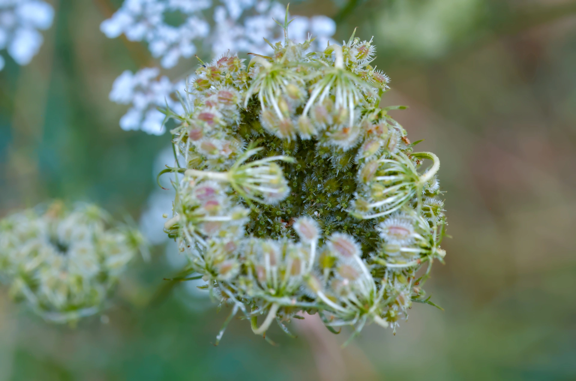 Petal of a wild flower with the focus in the inner part which is tightly enclosed by the outer rim.