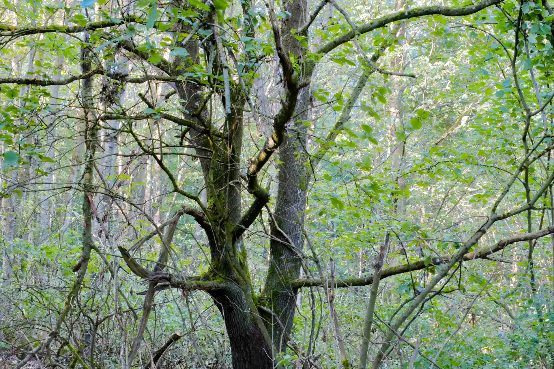 An older tree with some branches with a few leaves, but most without. The branches are partially coverd in moss and in the background is dense woodland brightly lit by the sunlight.