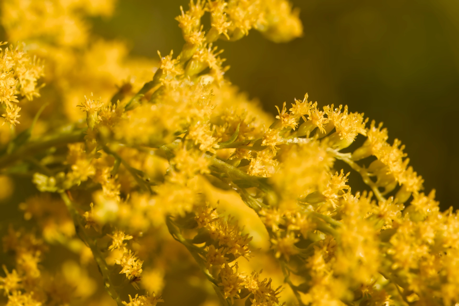 Close up shot of a completely yellow wild flower with many small blossoms.