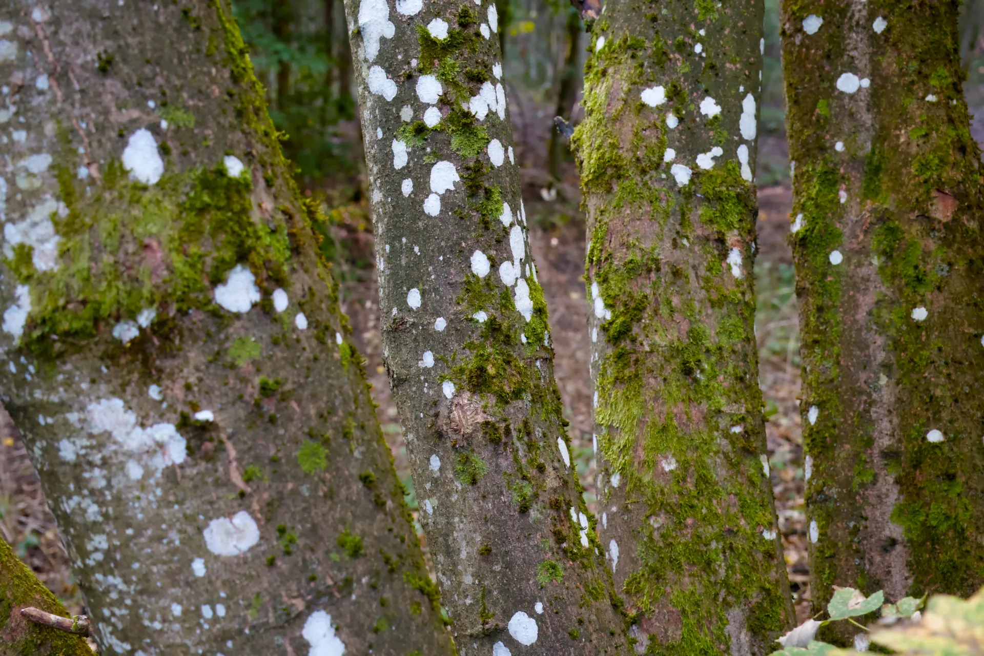 Four birch trunks in a row, partially covered in moss.