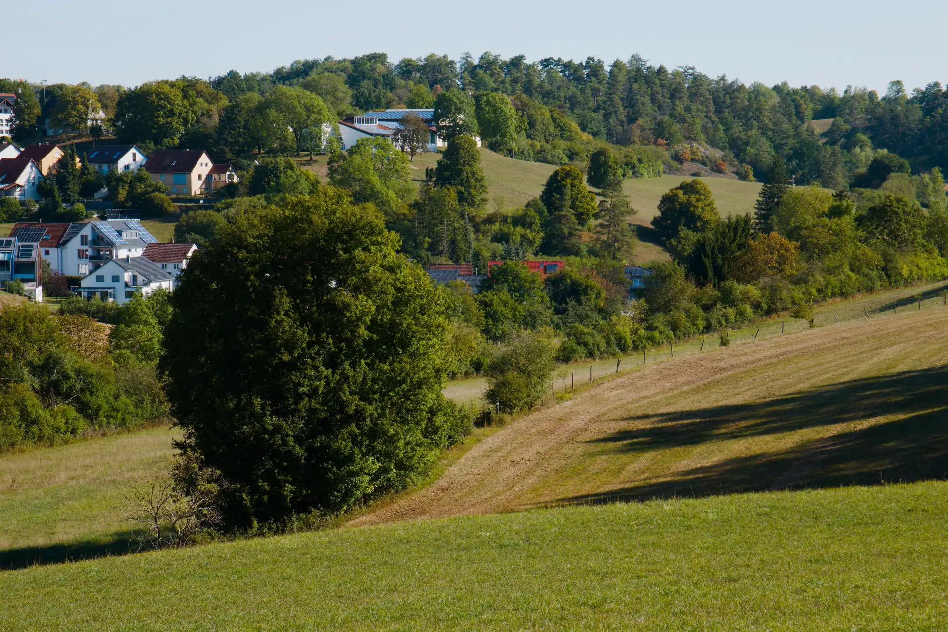 A tree with many green leaves between grassland. In the background are some houses on a hill as well as more bushes, trees and grasland.