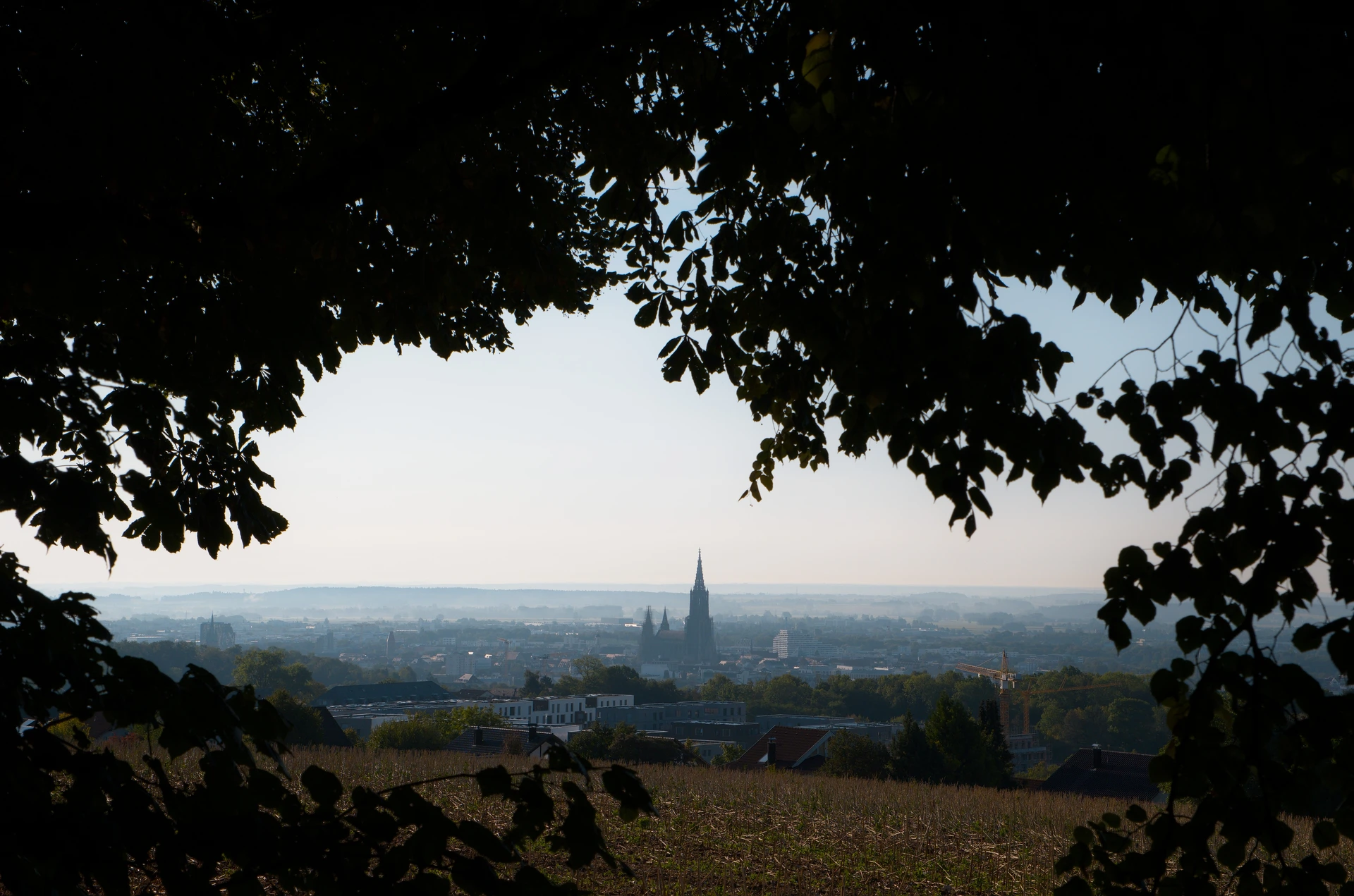 A panoramic shot of Ulm and the are southward with the Ulmer Münster in the centre. The edges are coverd by the leaves of a tree. There is mist rising from the field and the sun is still a bit warm from the morning light.