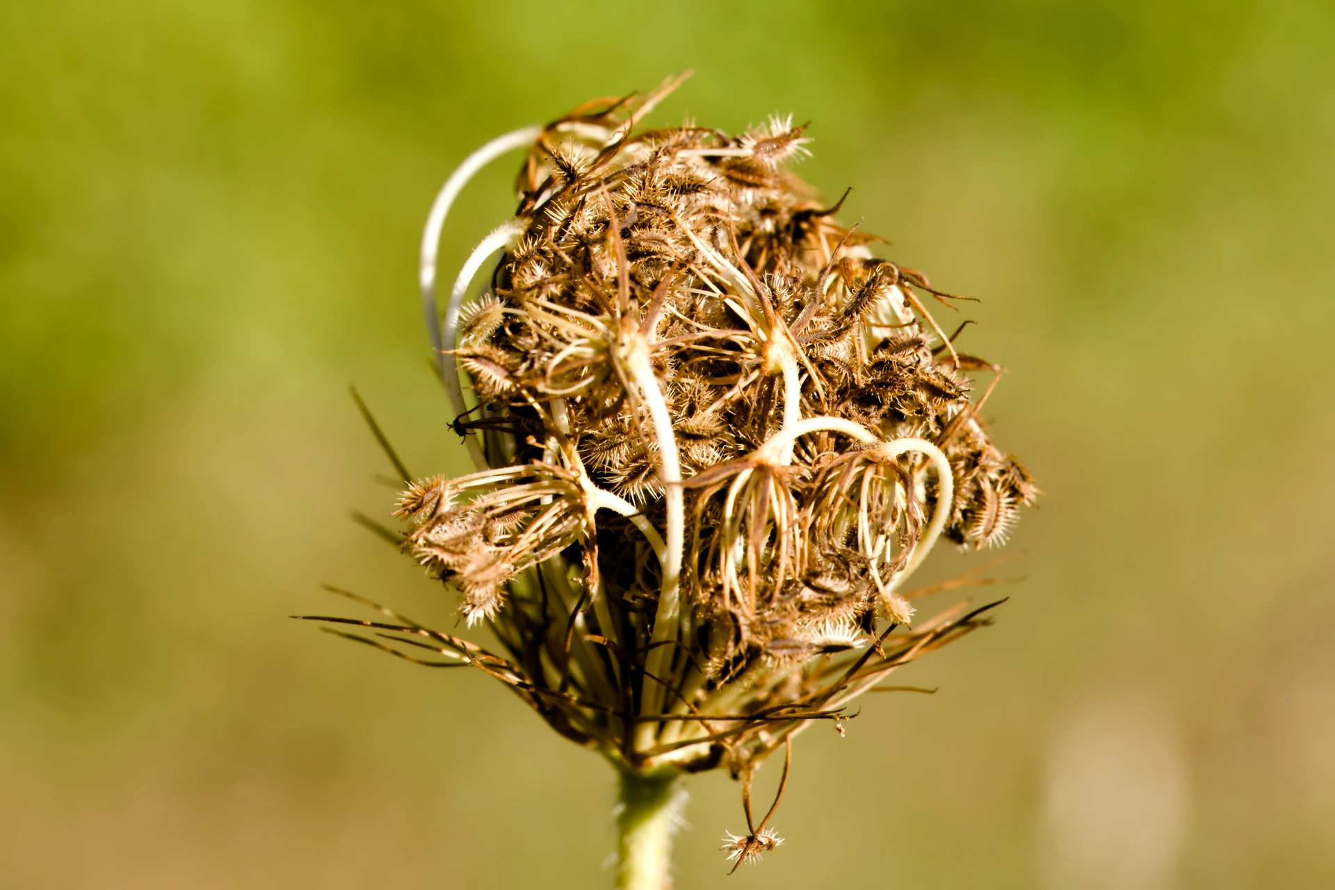 Close-up shot of a mostly withered wild flower with contracted stems.