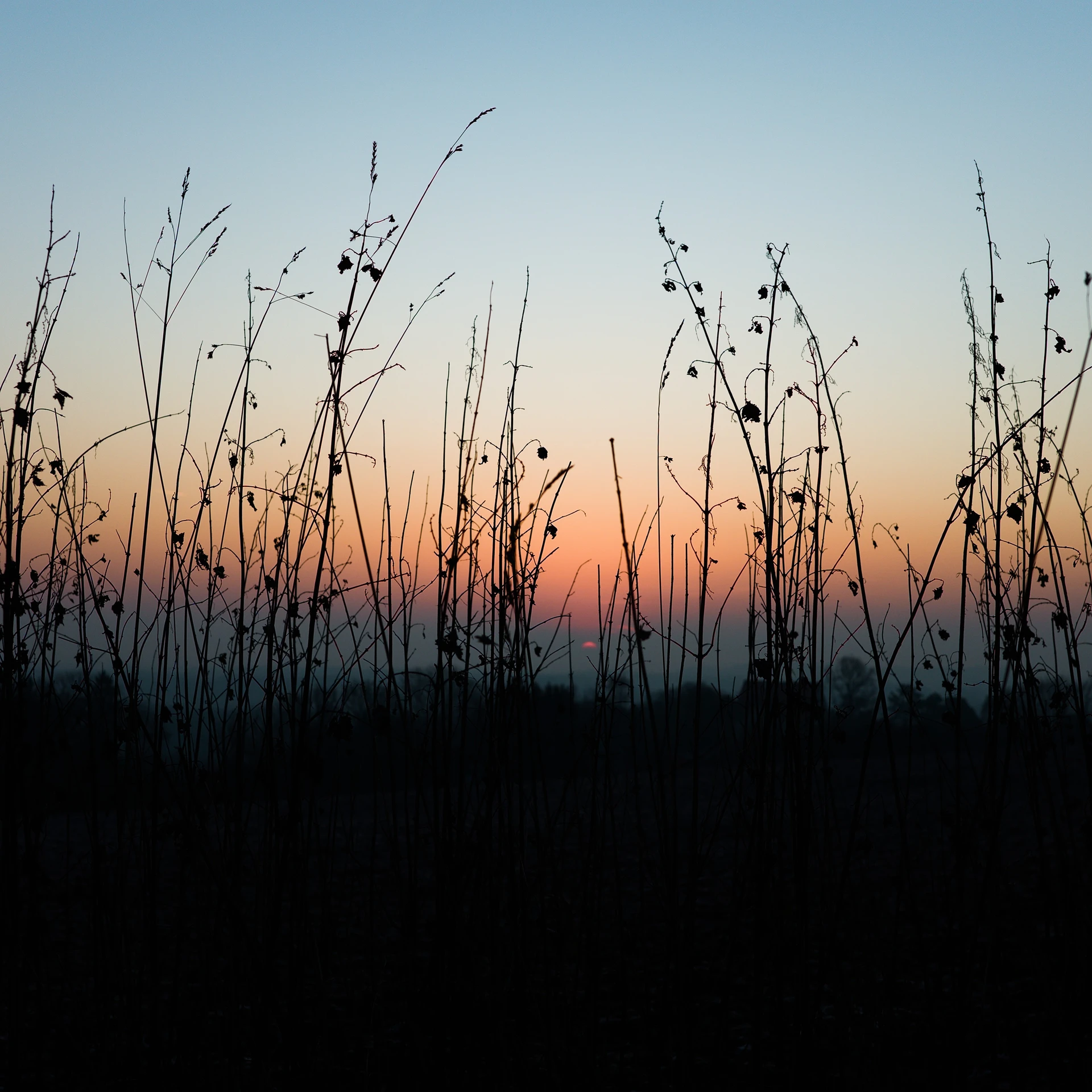 Various high grasses silhouetted by the early sunrise.