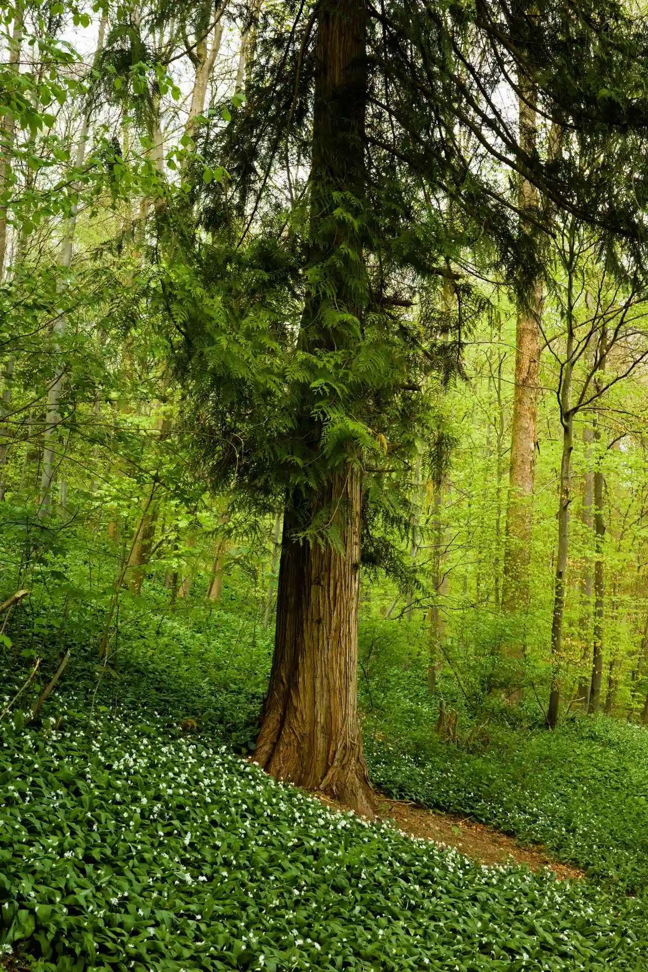 Striking trunk with a lot of texture of a large conifer in a woodland. The floor is covered with partially blooming ramson.