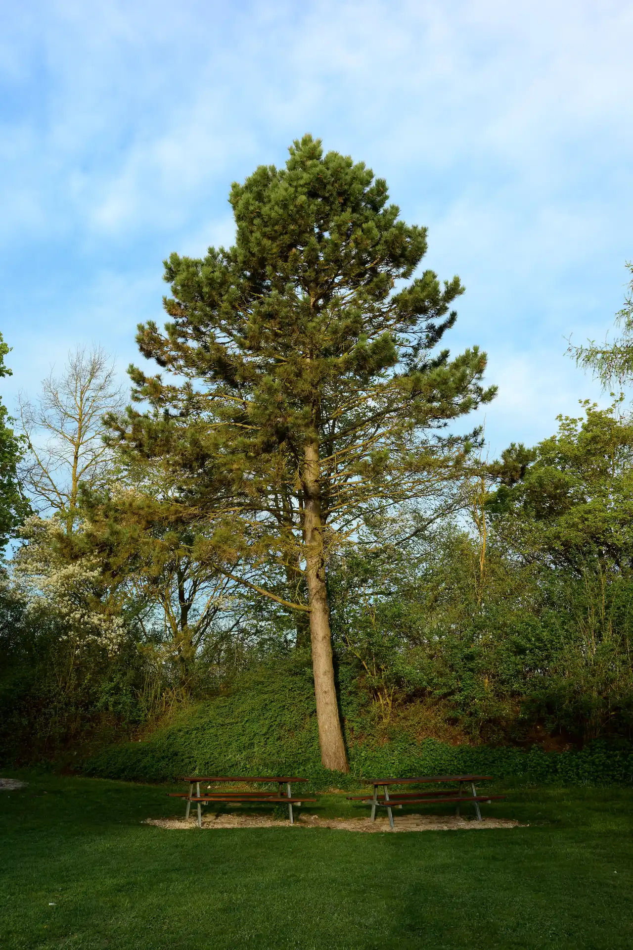 Resting place with four benches at two tables. Directly behind a large conifer in golden light.
