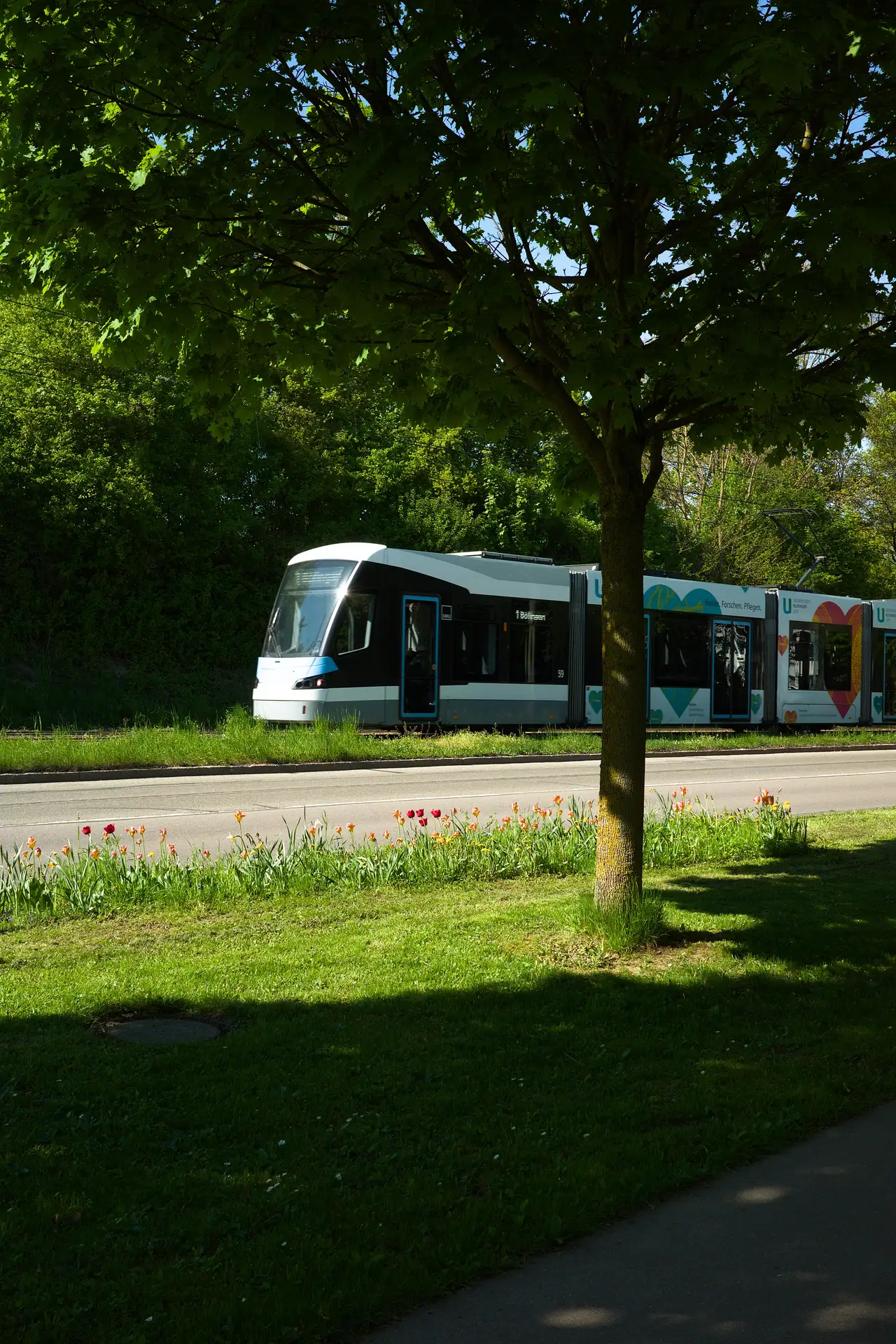 A tram in the midground with one of its ends framed by a tree. Below the tree is a flowerbed.