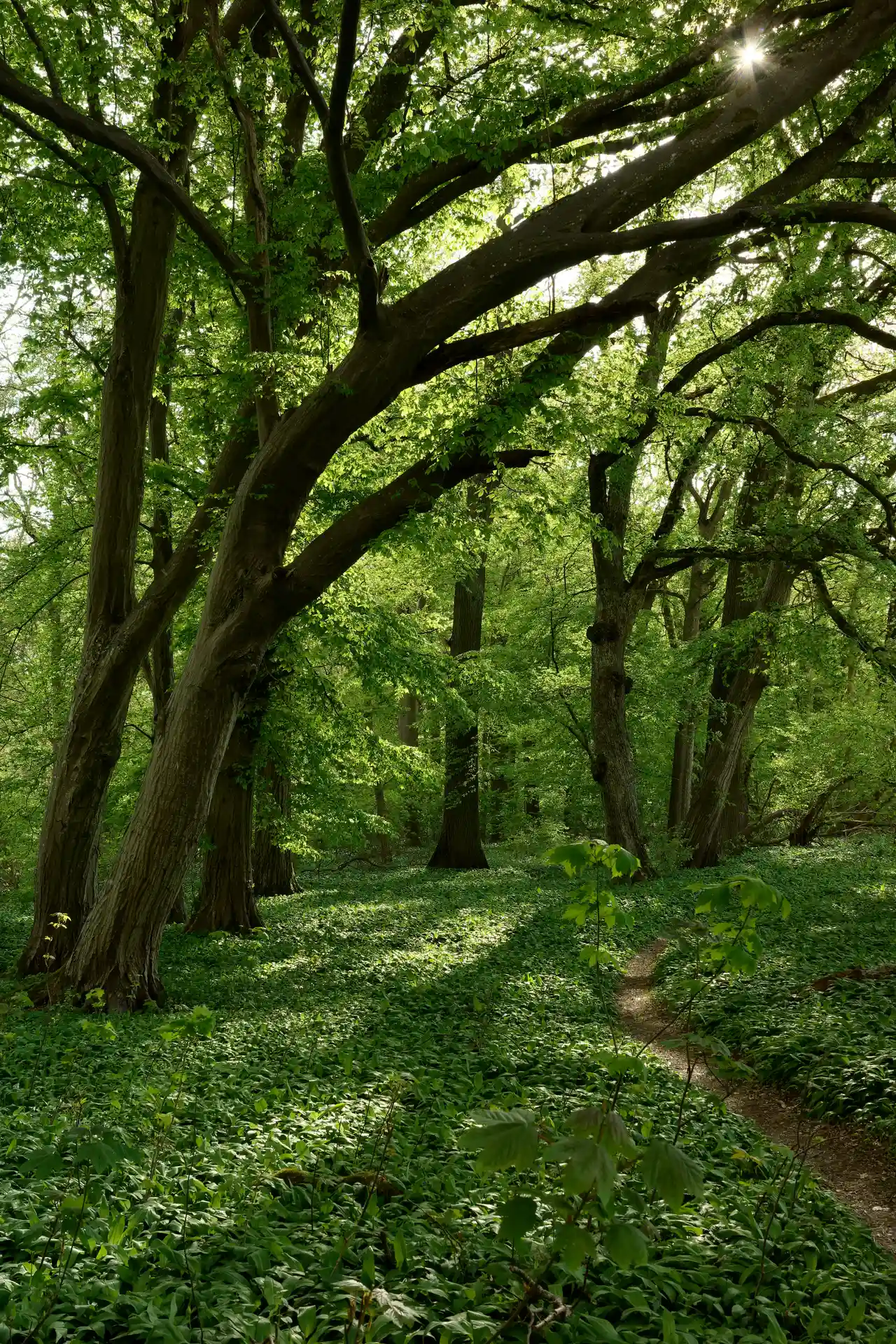 Woodland with a small path on the bottom right part and a prominent tree, arched from the bottom left side to the top right.
