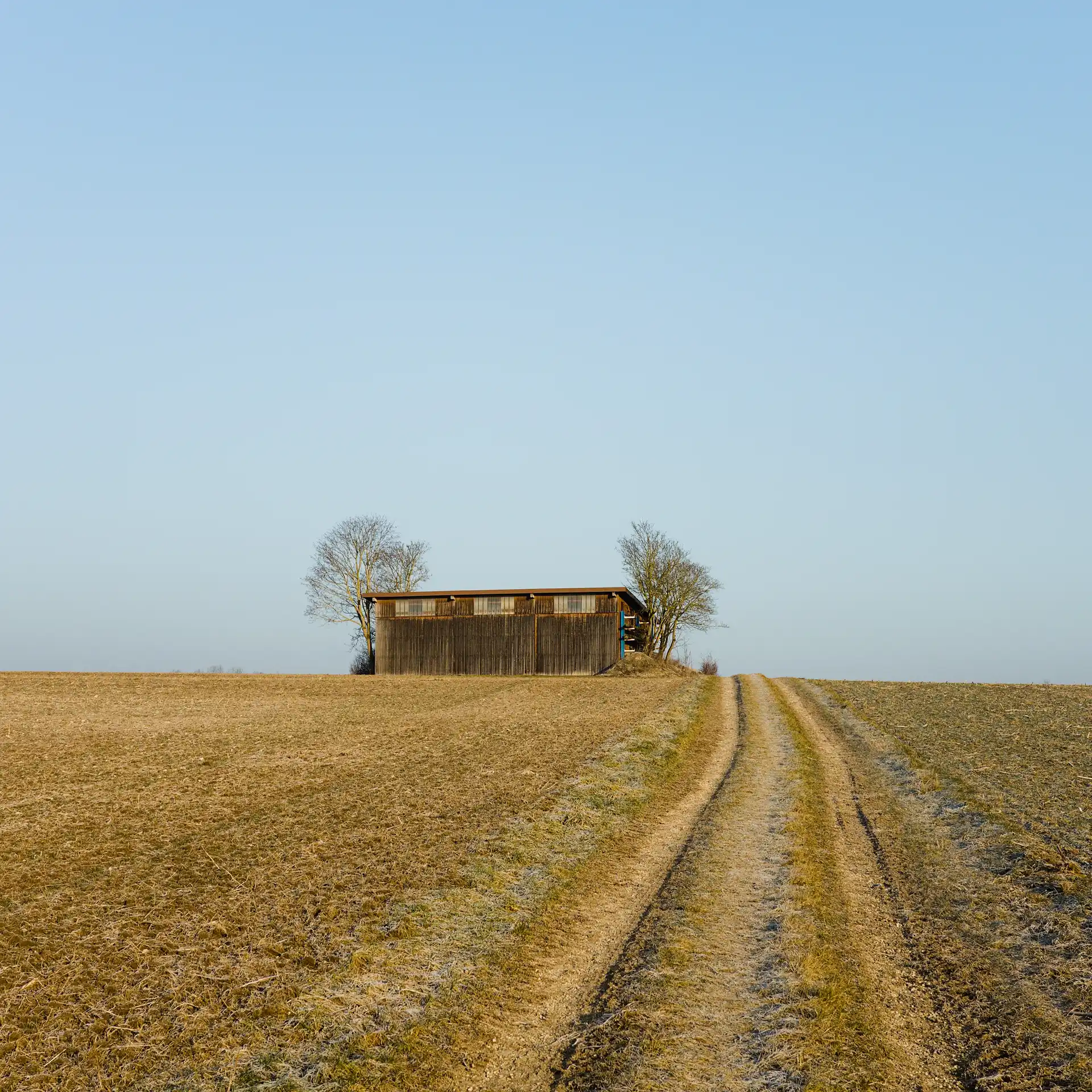 A path between to fields leading to a larger agriculture shed. On both sides are a few larger trees. The golden sun light makes the image pleasing to view.
