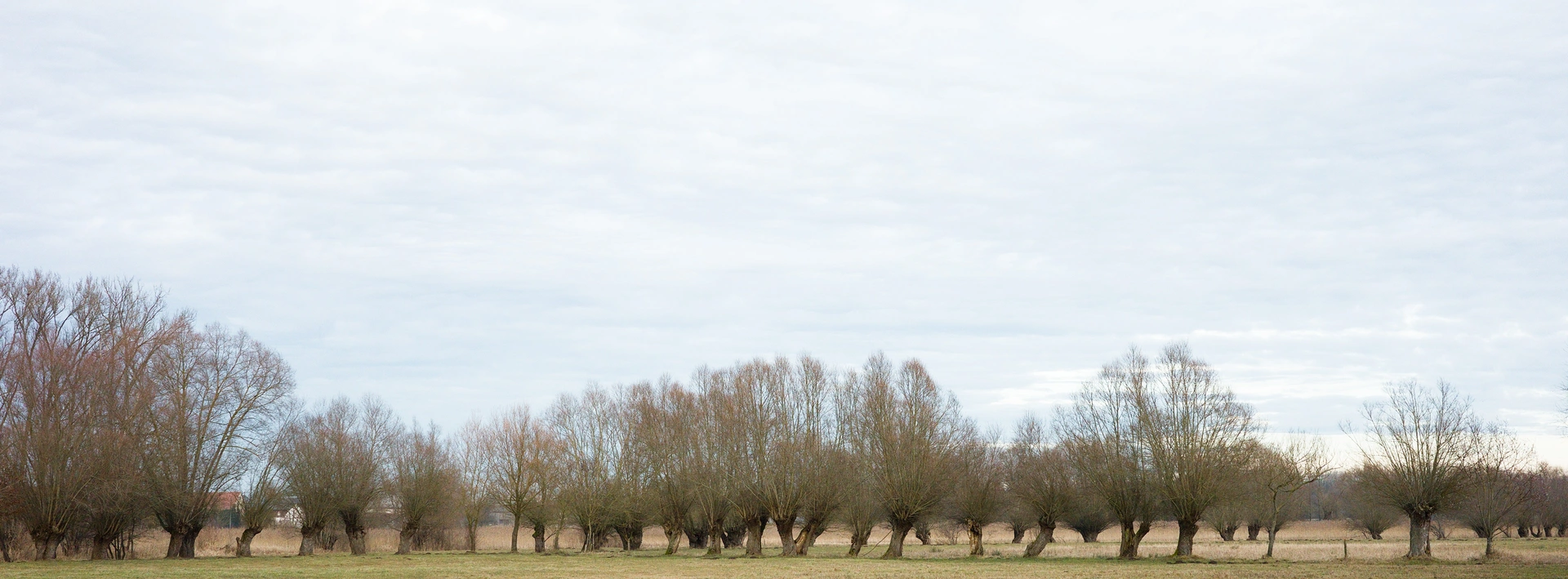 A wide colour shot of a row of many smaller trees. Most of the area seems to be grassland. The trees are all of the same kinde and are similarly but. But each also a bit different.