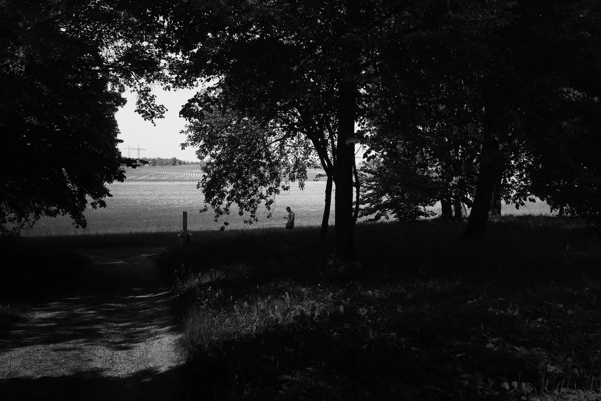 Black and white photo of a park with a tree framing a person walk in the distance looking downwards at a smartphone.