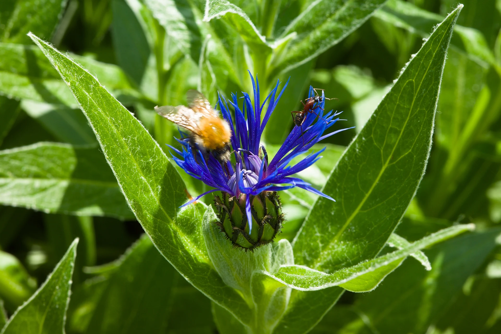 Close up shot of a blooming centaurea montana with an unsharp bee and a tack-sharp ant.